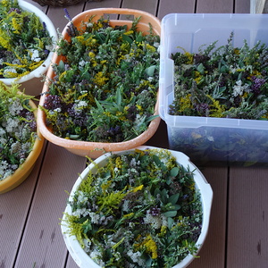 Kräutersträußerl - gutes Ergebnis