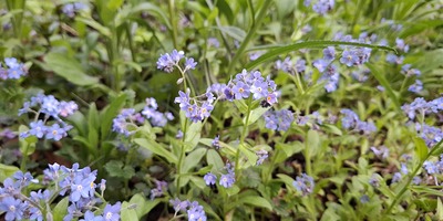Foto von Blumen - blaue Vergiss mei nicht