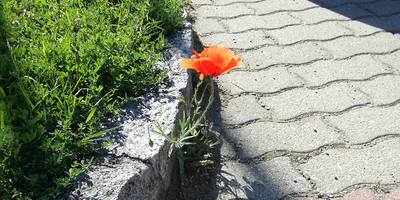 Sgarz Christine eine Blume wächst aus dem Randstein heraus